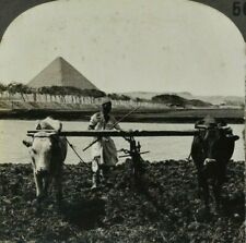 c1910s Egypt Tilling The Soil As In Ancient Days Antique Stereoview Card picture