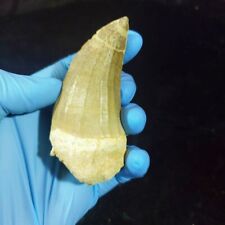 Huge Mosasaurus Tooth Mosasaurus beaugei- Authentic mosasaur Tooth Specimen picture