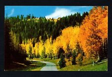 Kaibab National Forest Near Grand Canyon Arizona North Rim Unposted Postcard EX picture