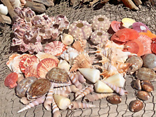 Huge Assortment Decorative Seashells Barnacle Sea Shells Best Price  picture