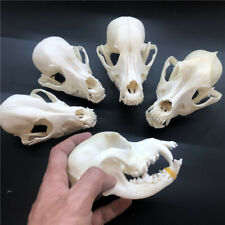 5pcs resin dog skull, animal skull, teaching model, home decor picture