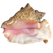 Large Conch Sea Shell Pink Inside 9