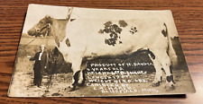 c 1910 Blissfield MI Large N Dakota Cow Exhibited Unusual Exaggeration Postcard picture