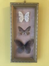 Vintage Butterfly Taxidermy Gold Framed Picture 70s picture