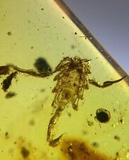 Superb  Complete scorpion Burmite Natural Myanmar Insect Amber Fossil picture