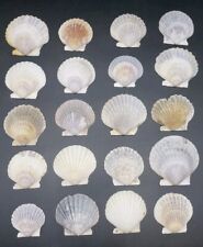 20 Piece Estate Lot Natural Scallop Seashells 2-3” Beach Decor Crafts Serving #2 picture