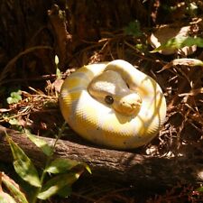 【In-Stock】 Animal Heavenly Body Banana Pastel Ball Python regius Snake Statue picture