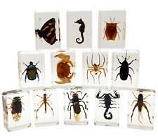 12 Pcs High-Definition Amber, Insect in Resin Bugs Specimen Set Preserved in Res picture
