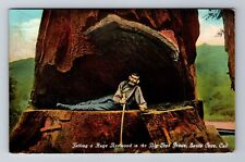 Santa Cruz CA-California, Huge Redwood Big Tree Grove, c1942 Vintage Postcard picture
