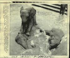1970 Press Photo Katie, Kumara & M'Samva, elephants, bathing at Whipsnade Zoo picture
