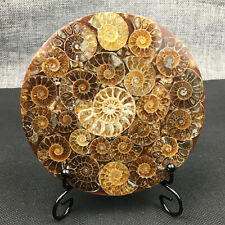 Natural Ammonite Disc Fossil Conch Specimen Healing +Stand 1PC picture