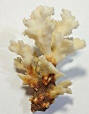 Vintage Raw Coral From a estate Liquidation  picture