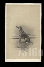 1860s CDV Dog Named FARKAS Holding a Stick picture
