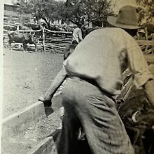 Antique Snapshot Photograph Cowboy On Bull Rodeo Bull Rider Great Action Shot picture