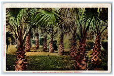 1904 The Palms University Of California Berkeley San Francisco  CA Postcard picture