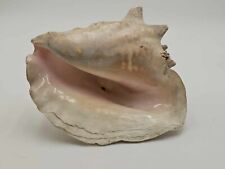 Queen Conch Extra Large 10