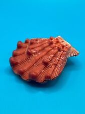 Nodipecten fragosus 71.70mm, excellent quality Florida seashell  picture