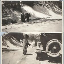 x2 SET c1910s Cute Black Bear Touring Car Real Photo Snapshots Yellowstone? C55 picture