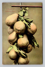 Postcard Cluster of California Pears, Antique H10 picture