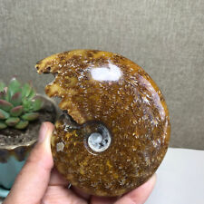103mm Rare Natural conch Ammonite Crystal mineral original specimens 237g A1037 picture