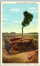 Tree Growing out of Solid Rock on Lincoln Highway over Sherman Hill - Wyoming picture