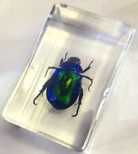 44mm Real Colorful Scarab Beetle in Clear Lucite Science Education Specimen picture