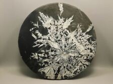 Chrysanthemum Stone Large Plate 9.5 inch Natural Decorator Rock #O21 picture