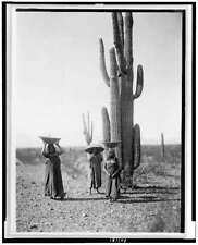 Saguaro gatherers,Maricopa tribe,cactus,subsistence,Indian,Native American,c1907 picture