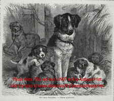 Dog Great Pyrenees Mother & Puppies, Historic 1870s Antique Engraving Print picture