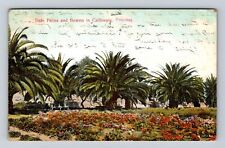 Pasadena CA-California, Date Palms and Flowers, Antique Vintage Postcard picture