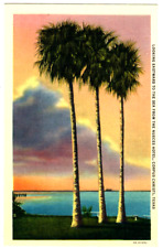 Vintage Curt Teich Linen Postcard Corpus Christie TX Palm Trees Sea Unposted picture