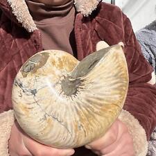 8.7LB Natural rainbow whole ammonite fossil conch quart crystal specimen healing picture