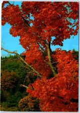 Postcard - Autumn Splendor in Vermont, USA picture