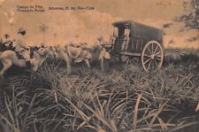 CUBA - RARE 1900’s Pineapple Field & Harvest in Artemisa Pinar del Rio, Cuba picture