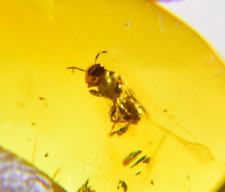 Wasp In Dominican Amber Fossil Natural Gem Stone Genuine (0.7 g) a1837 picture