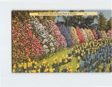 Postcard An Unusual Wall of Sweet Peas in Florida USA picture