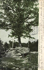 1906 Waterbury,CT Tree Growing Out Of A Rock New Haven County Connecticut picture