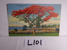 VINTAGE UNPOSTED POSTCARD LINEN 1930'S FLORIDA ROYAL POINCIANA TREE TROPICAL SER picture