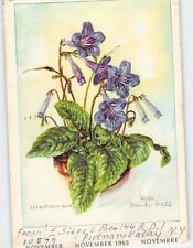Postcard Beautiful Streptocarpus Flowers picture