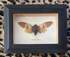 Real Framed cicadas angamiana floridula Shadow Box Taxidermy Artwork Oddity Deco picture