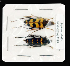 Cerambycidae - Longhorn Beetle - Leptura subtillis (Pair)  - Japan - (LH4) picture