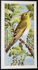 WOOD WARBLER   Vintage 1960's Illustrated Bird Card  WC24M picture