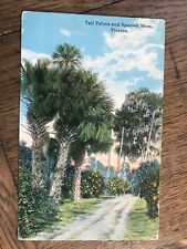 Tall Palms and Spanish Moss Florida Postcard picture
