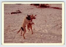 Vintage 1972 Photo Dog Dogs Having Fun In Winter Snow 1970's Found Art R162B picture
