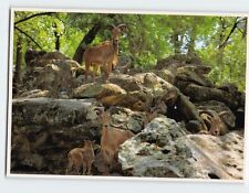 Postcard Aoudad on Jungle Cruise Silver Springs Florida USA picture