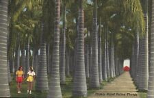 Postcard FL Stately Royal Palms McKee Jungle Gardens 1942 Linen Vintage PC J1110 picture