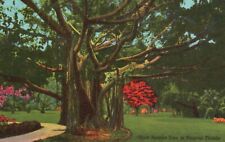 Giant Banyan Tree in Tropical Florida, FL, 1954 Vintage Postcard e2046 picture