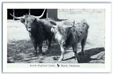 c1950's Scotch Highland Cattle Frank Philips Ranch Woolaroc Oklahoma OK Postcard picture
