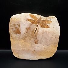 Superb dragonfly fossil 141.55 mm from Brazil picture