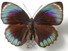 Agrias phalcidon viridescens (Bertandi) female - Brazil 1957 - 78 mm - picture
